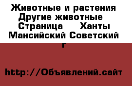 Животные и растения Другие животные - Страница 2 . Ханты-Мансийский,Советский г.